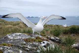 The wandering albatross is a huge bird, with a wing span reaching up to 9.8 feet (3 meters).