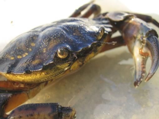 The invasive green crab, Carcinus maenas.