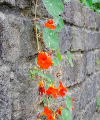 Nasturtium growing up a wall
