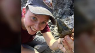 Sarah Boessenecker, who wasn't involved with the research but helped collect the fossils, finds 24 million-year-old shark teeth from a construction site in South Carolina.