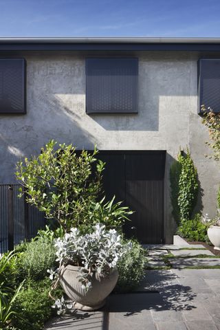 trees and shrubs in a backyard