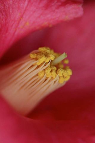 stigma and anthers of Camellia flower