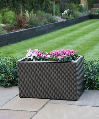Winter planter ideas: 12 cold-weather containers that will look good ...