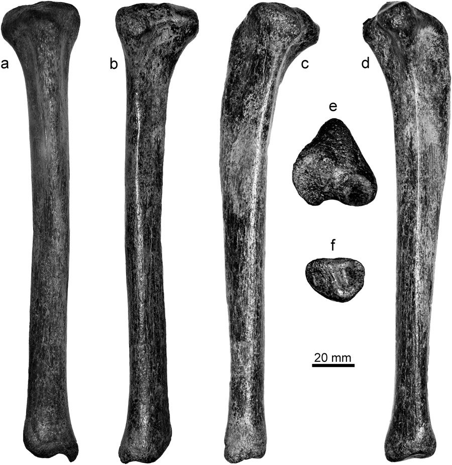 Scientists analyzed a 180,000-year-old shinbone of a likely leopard.