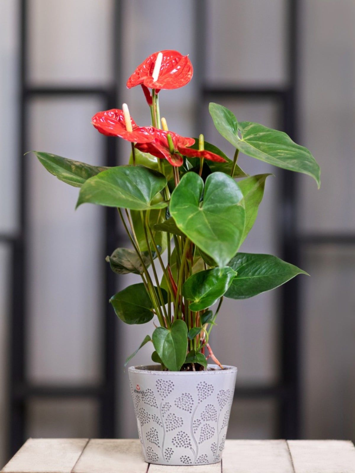 Red Flowering Houseplant