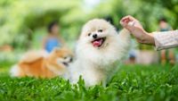 Small dog high-fiving owner