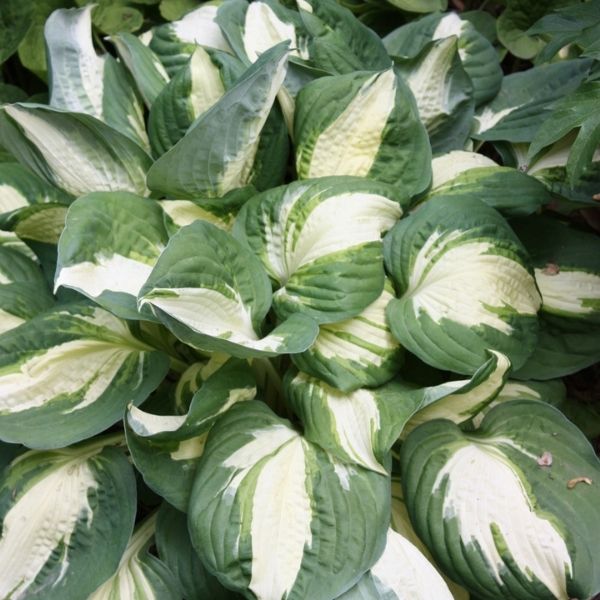 Vulcan Hosta - #1 Container