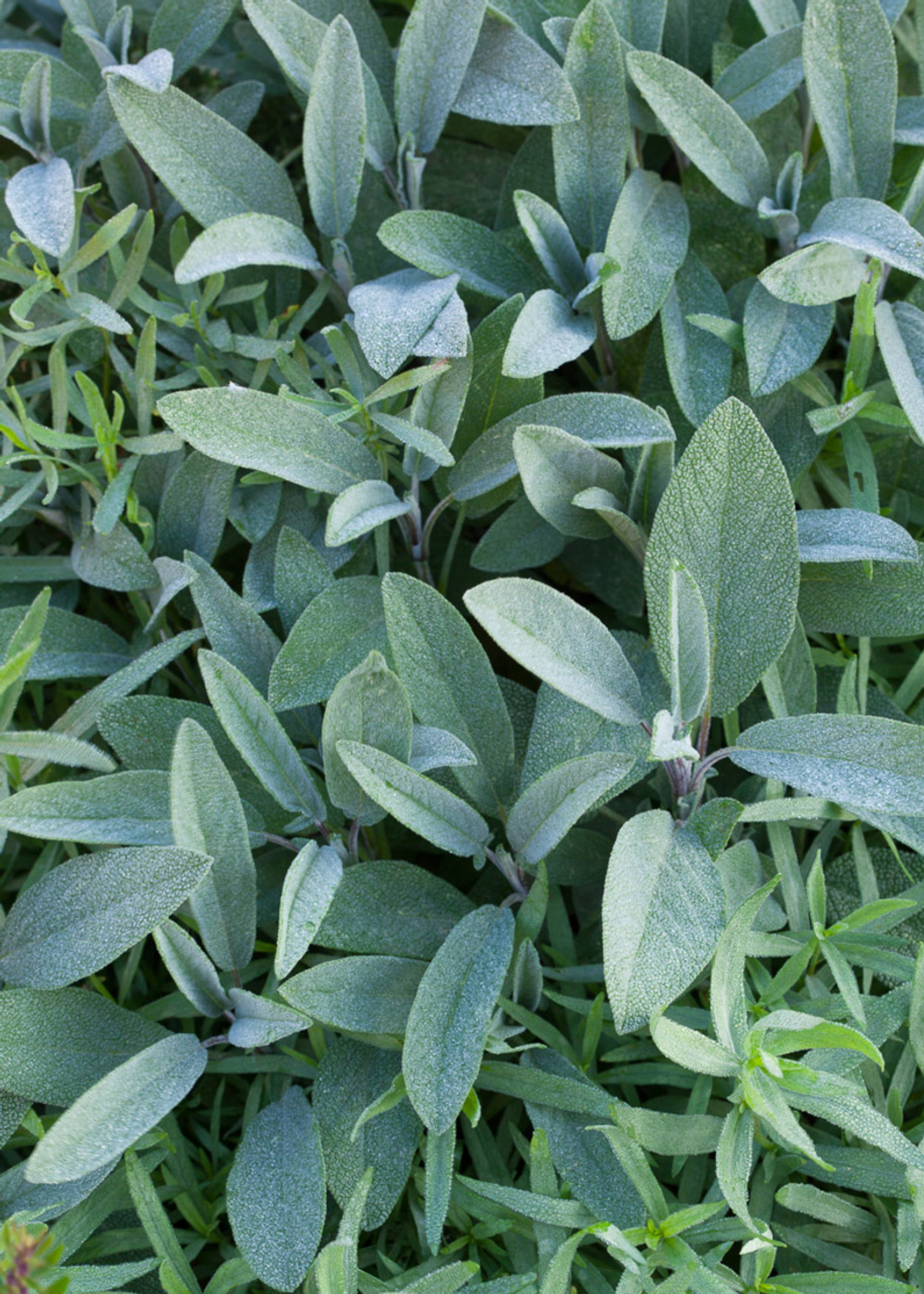 A close-up of sage leaves