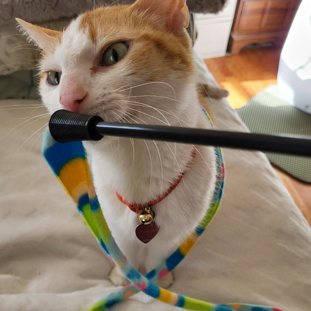 Julie's cat sniffing the Frisco Fabric Teaser Wand Cat Toy, one of the best cat toys