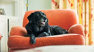 Dog chilling on a sofa