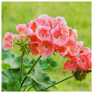 Live Orange Geraniums from Amazon