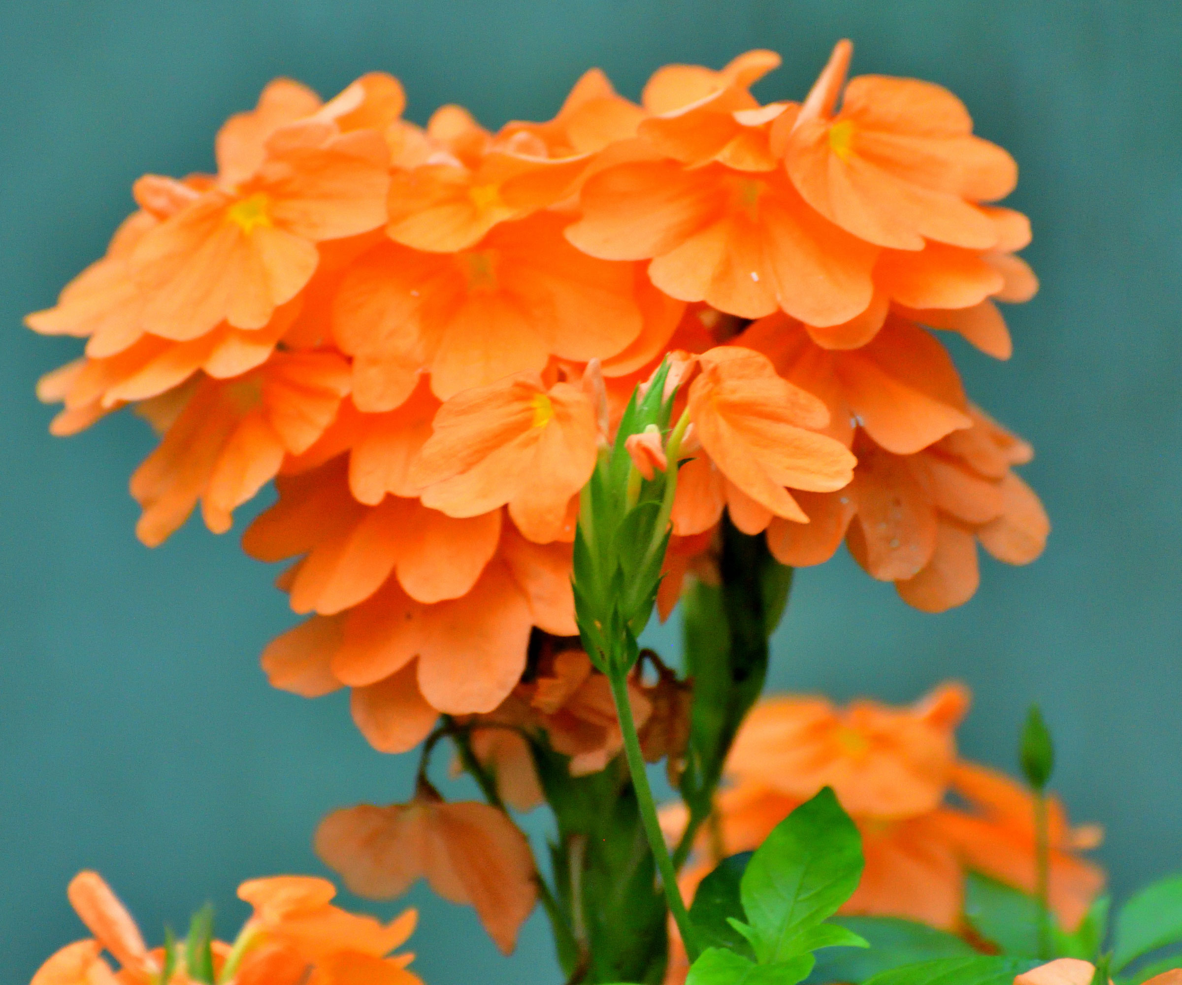 crossandra firecracker flower with orange blooms