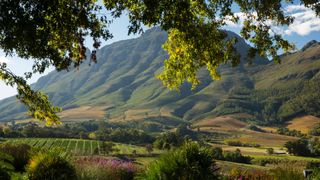 hills and vineyard in Western Cape, South Africa