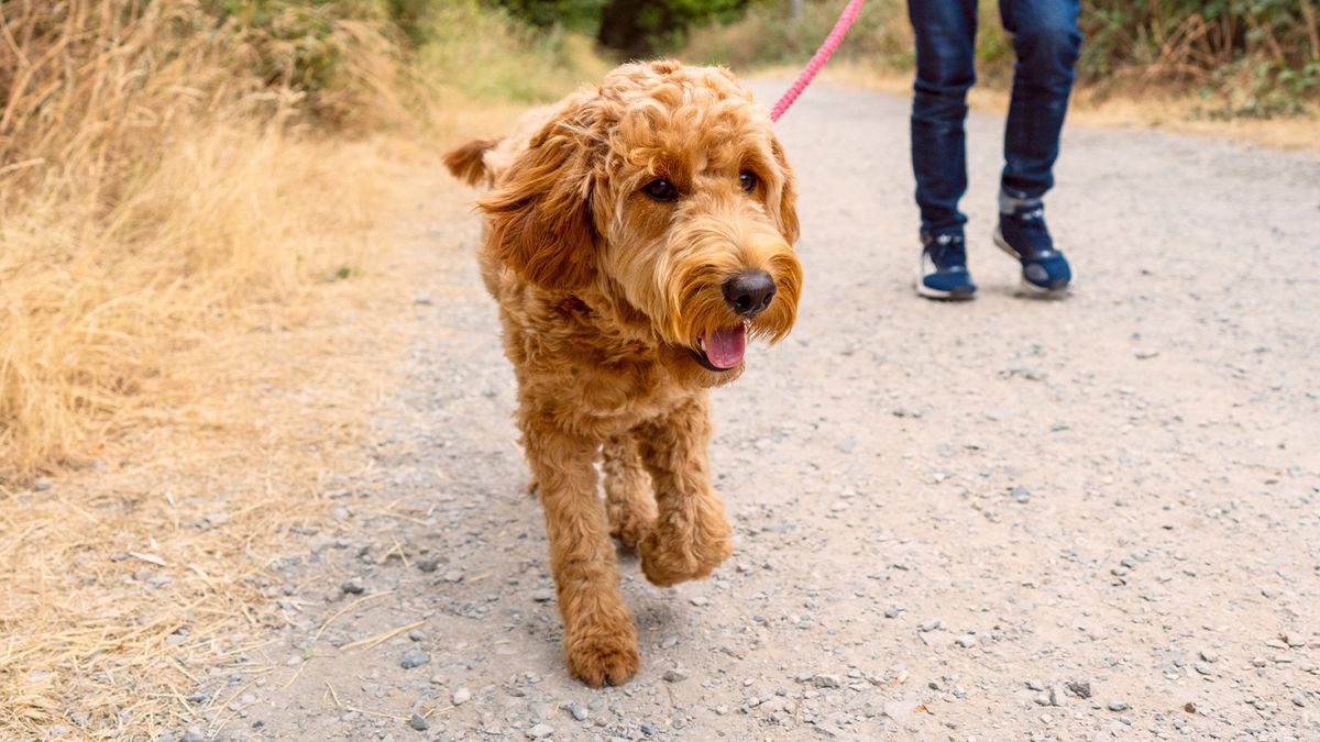 Puppy on leash with owner in background