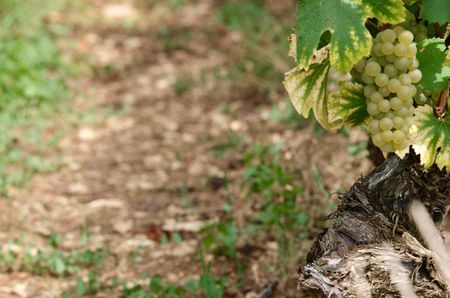 Chardonnay grapes on the vine in Burgundy