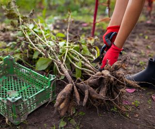 Dahlia Tubers, How to Overwinter Tender Bulbs