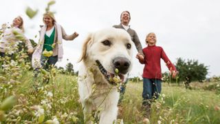 Family laughing and running through long grass with dog