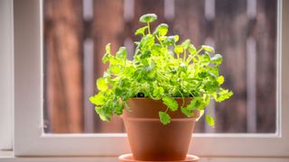 Coriander grown in a pot