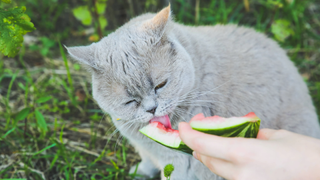 Grey cat sitting on grass and eating watermelon from someone's hand