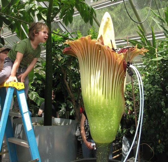 corpse flower, titanum arum, Amorphophallus titanum, plant biology, plant sex, cross pollination, university of washington, seattle, greenhouse plants, exotic plants, tubers, plant reproduction