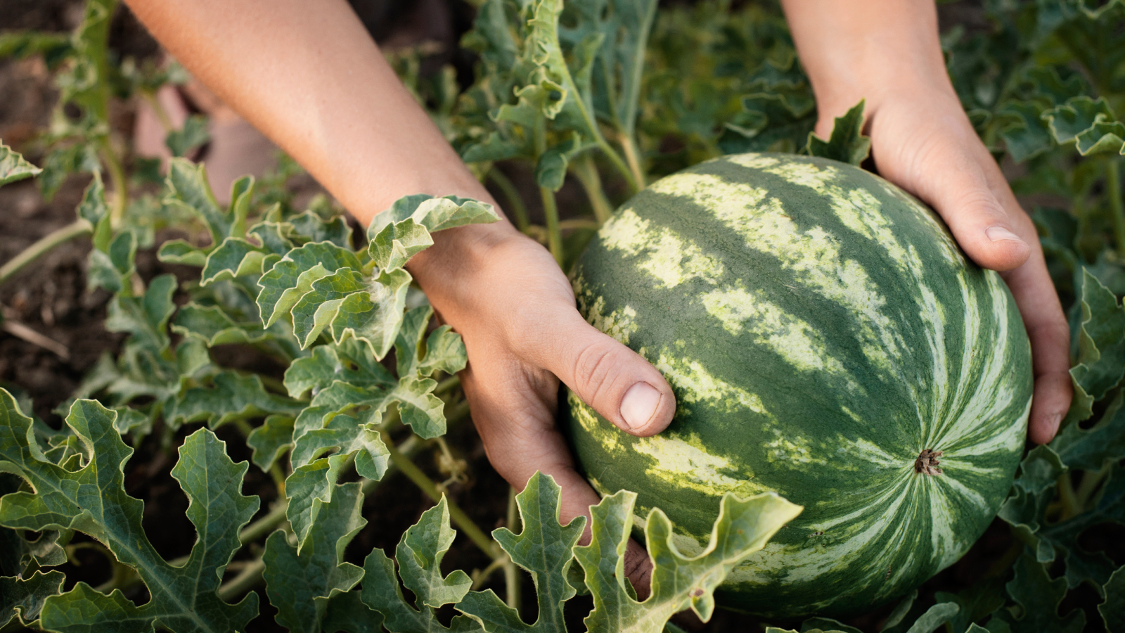 Gardener harvests watermelon