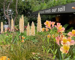 lupins at the New Blue Peter Garden at chelsea flower show 2022