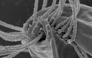 New microbe species are organisms that deserve their own "supergroup."