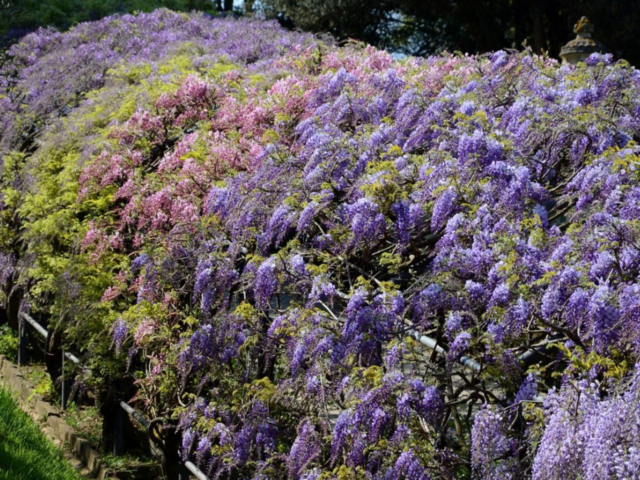 Flowering Wisteria Vines With No Leaves