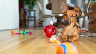 how to make a dog play area at home