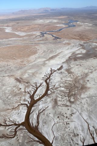 Colorado River branching salt channels
