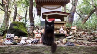 Cat Island in Japan with black cat sat in front of shrine