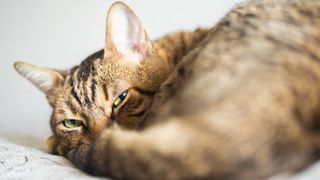 A cat curled up with half-closed eyes