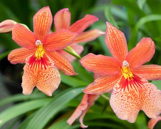 Types of orchids: 10 stunning varieties for your home | Gardeningetc