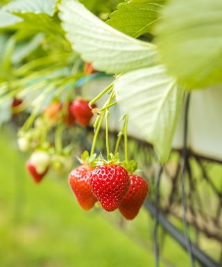 Ripe strawberry plants growing in a greenhouse