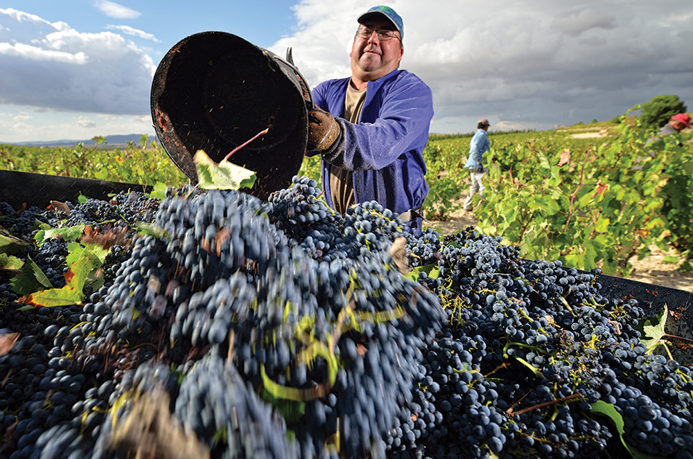 Jumilla harvesting grapes into truck