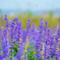 Purple salvias