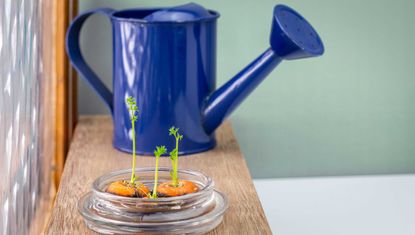 carrot tops in a saucer of water near a watering can