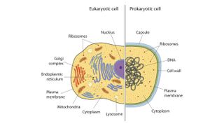 This illustration shows the differences between a prokaryote and eukaryote.