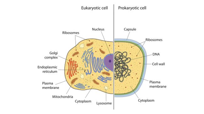 What are bacteria? | Live Science