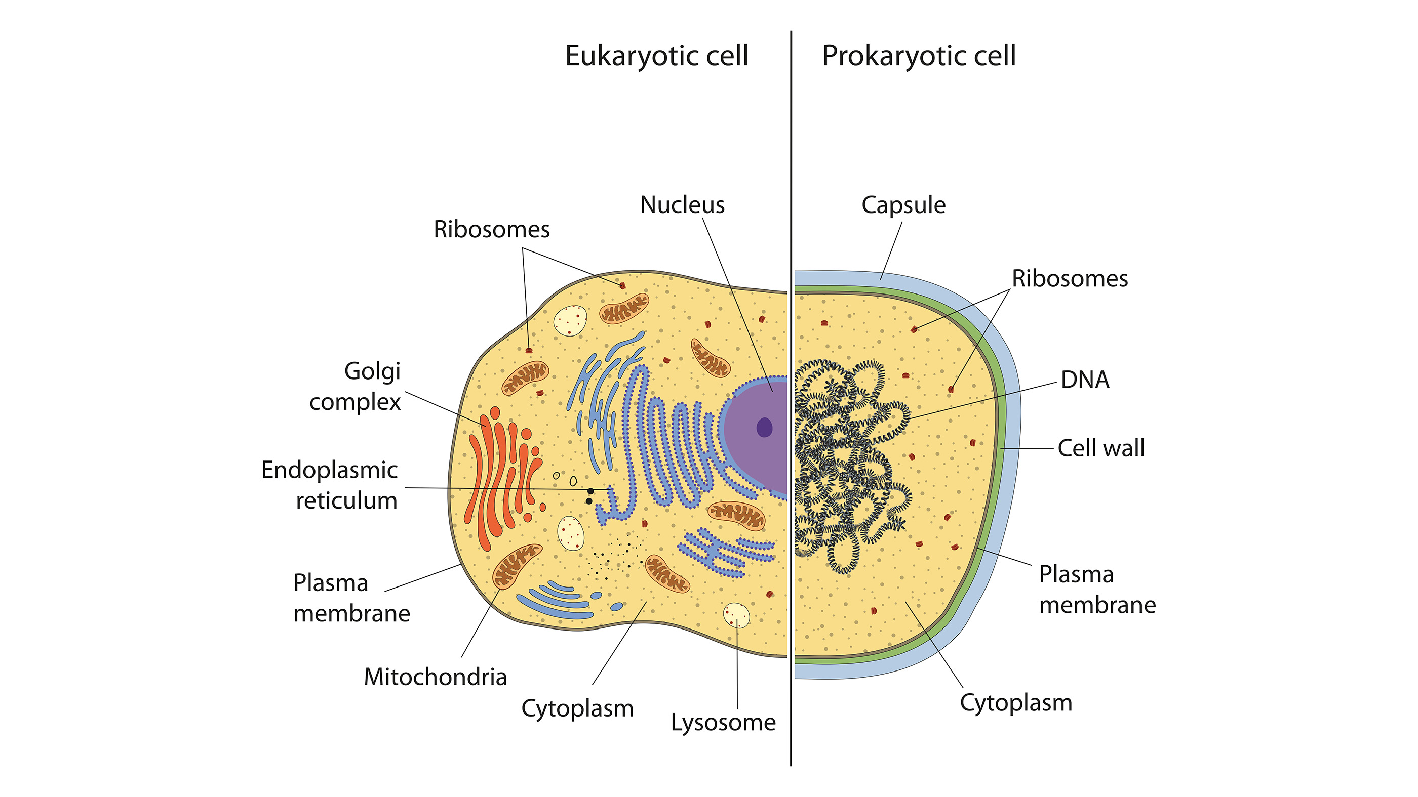 This illustration shows the differences between a prokaryote and eukaryote.