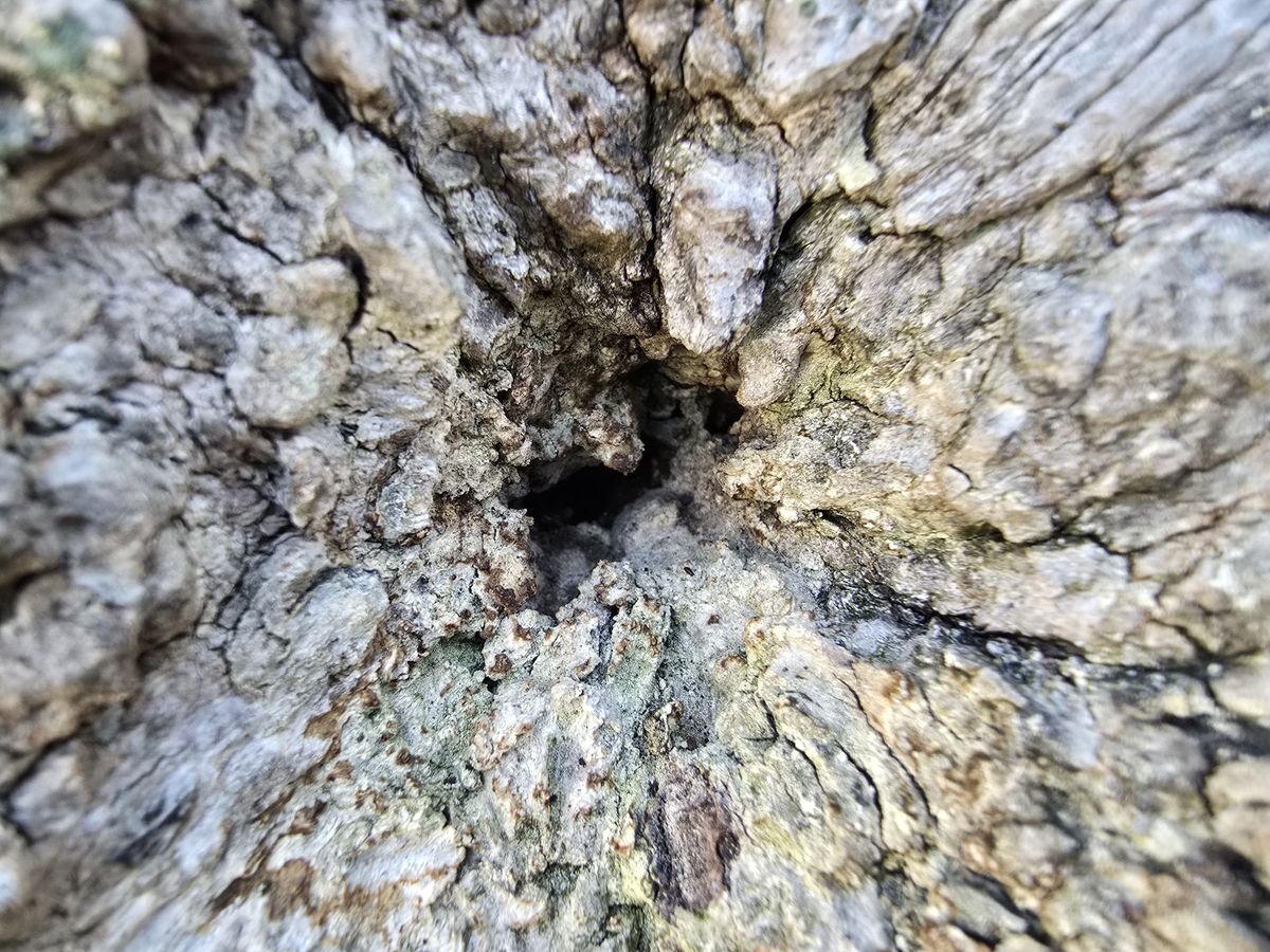 Samsung Galaxy S24 Ultra macro sample.
