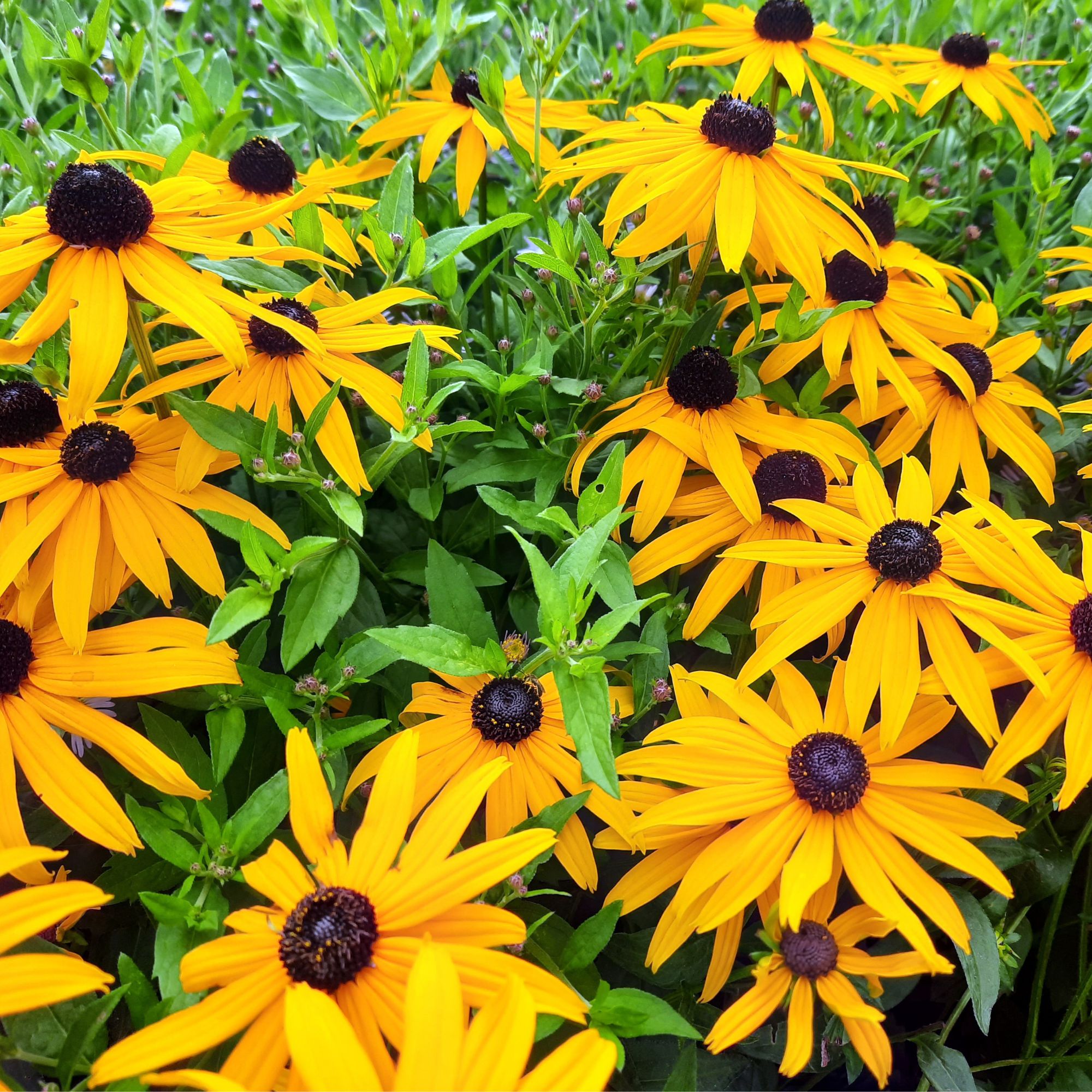 black-eyed susans