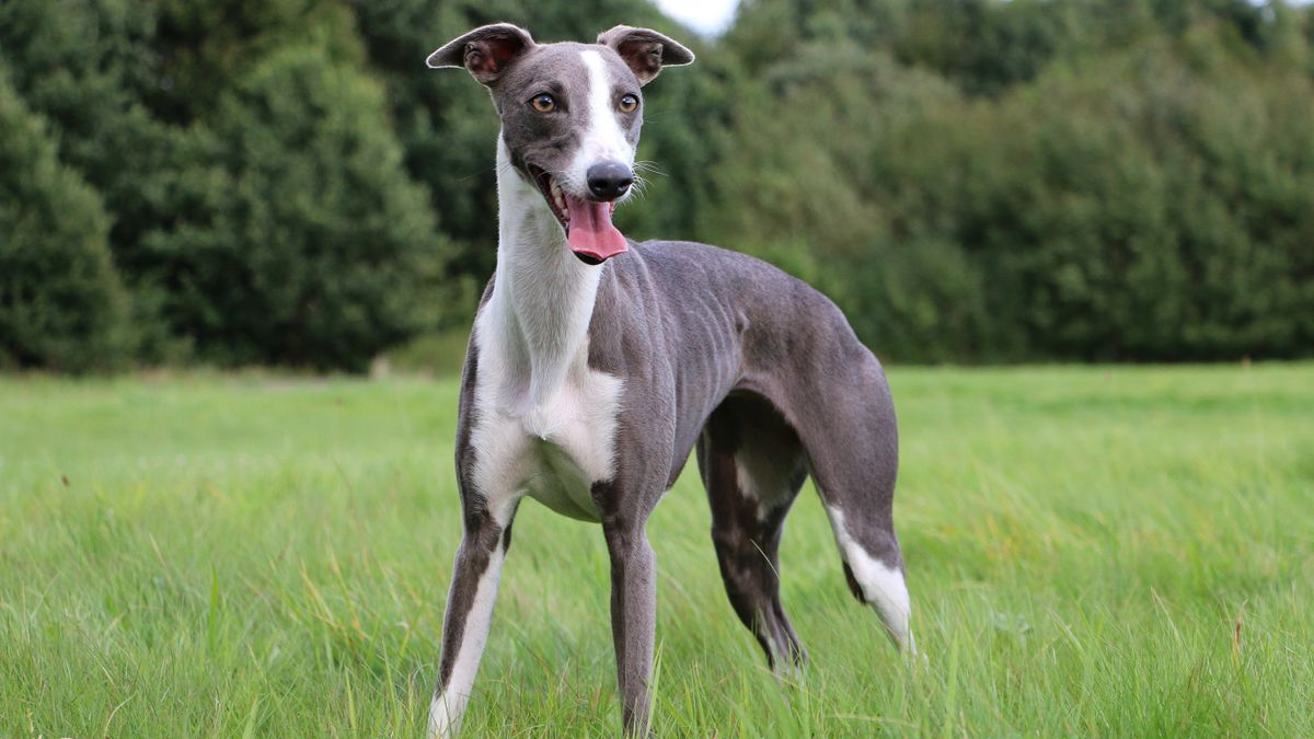 Whippet standing in the grass