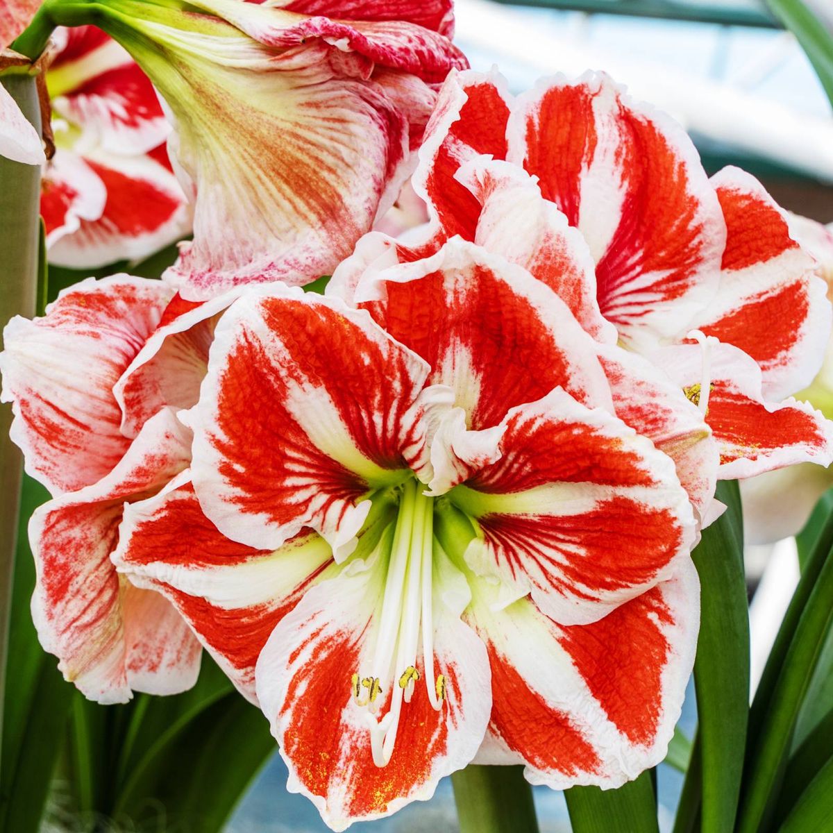 Super-Size Your Seasonal Flowers With These 6 Giant Amaryllis Varieties