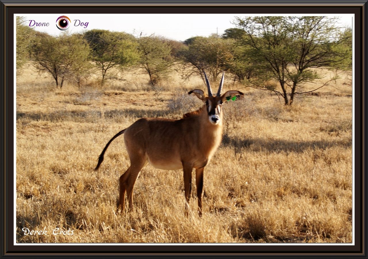 Drone Dog - South Africa