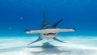Great hammerhead shark in shallow clear blue water.