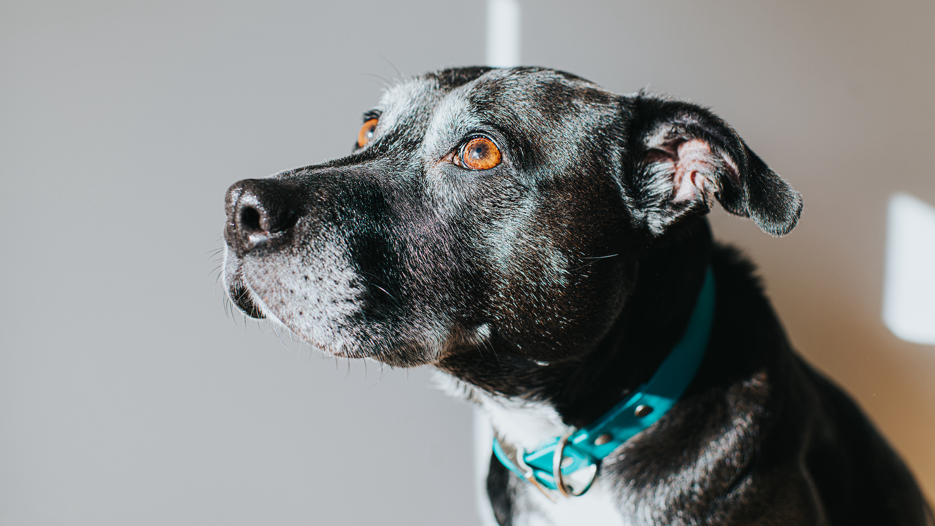 Elderly Staffie dog