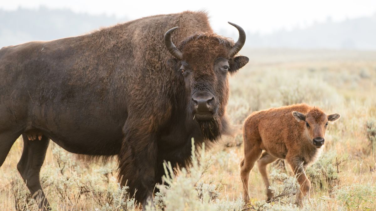 Yellowstone tourist receives impressive death stare from bison after ...