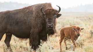Bison and calf at Yellowstone National Park