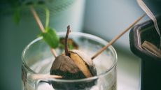 Avocado pit growing in water